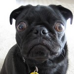 Dog Hates the iPhone (Video)